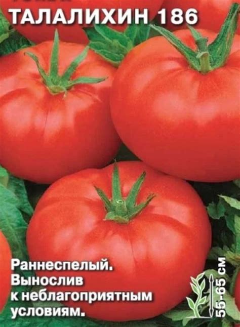 Томат Талалихин 186: описание сорта помидоров, характеристики ...