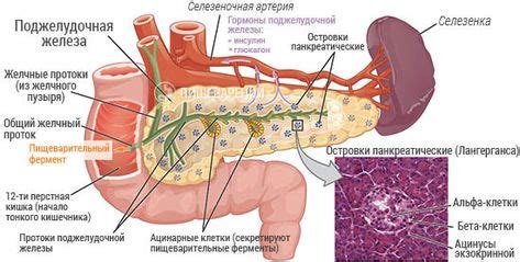 Картинки по запросу поджелудочная железа эндокринная экзокринная ...