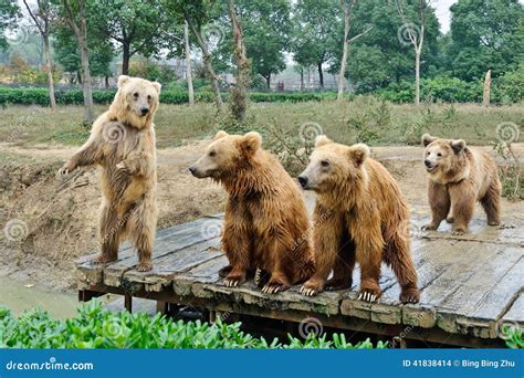 Brown bears stock photo. Image of bears, gaze, watch - 41838414