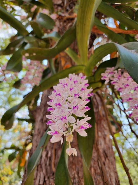 Summer orchid flowers stock image. Image of branch, tree - 269116473