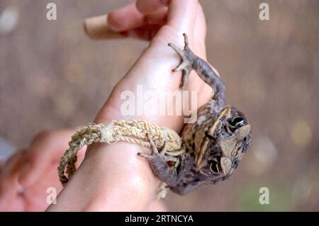 Common coqui - Eleutherodactylus coqui Frog. A close-up of a Common ...