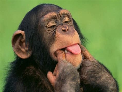 Substantivo Derivado De Macaco - RETOEDU
