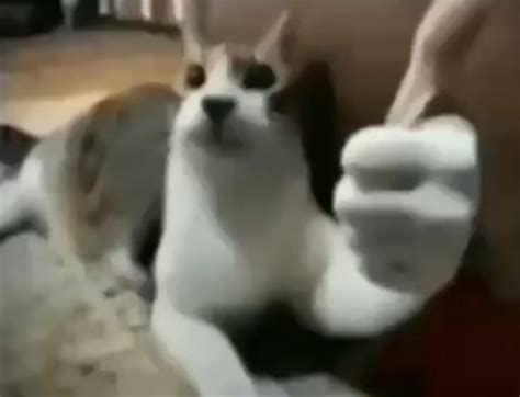 Создать мем "кот кот, котик, животные забавные" - Картинки - Meme ...