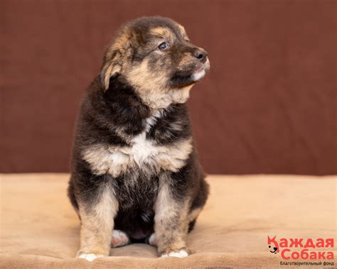 Кара - собака из Vetland Adoption уже дома