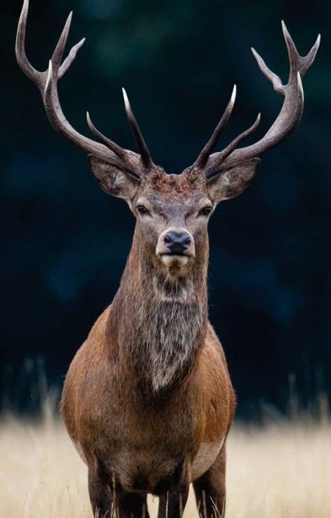 143 mejores imágenes de venados | Venado, Ciervo, Animales