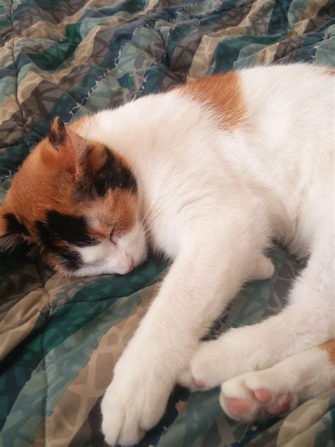 making biscuits cats 7