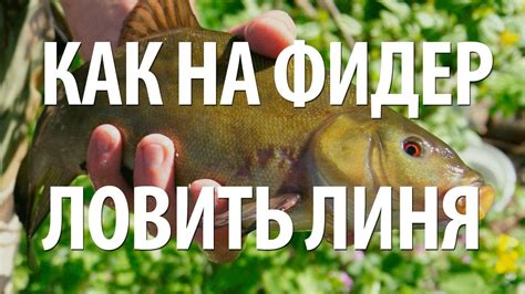 РЫБА ЛИНЬ на ФИДЕР. КАК ЛОВИТЬ ЛИНЯ - ТЕХНИКА ФИДЕРНОЙ РЫБАЛКИ НА ЛИНЯ ...