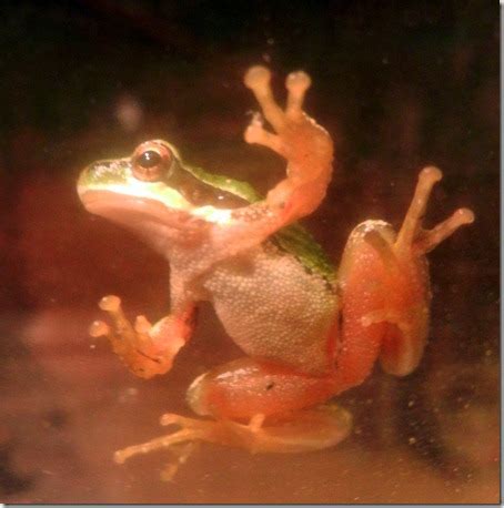 Tree Frog Census Boom | The Collie Farm Blog