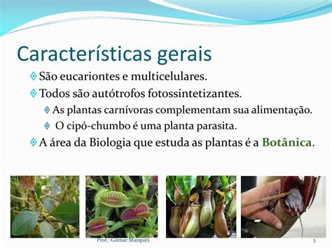 Quais São As Características Que Definem O Grupo Das Plantas
