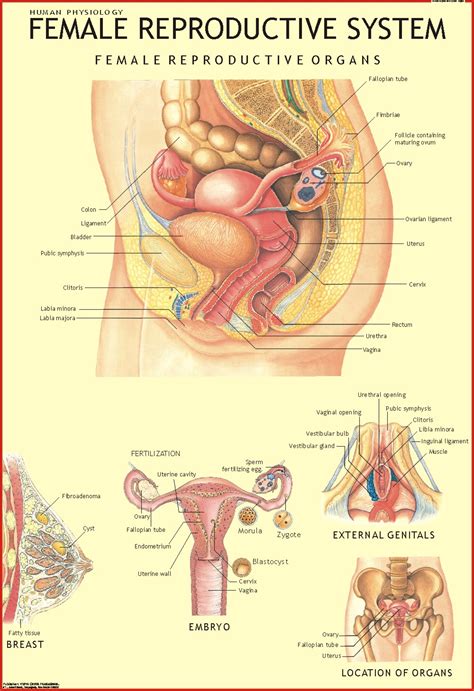 Female Reproductive System - Vidya Chitr Prakashan ( VCP )