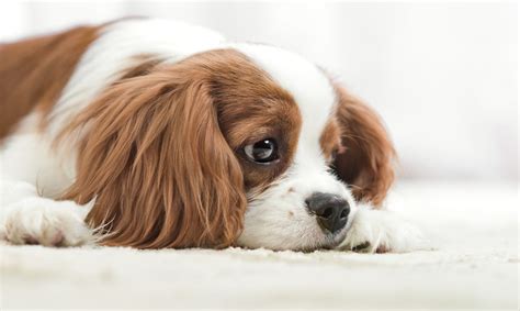 Rickets In Dogs: Diagnosis & Treatment | Dutch