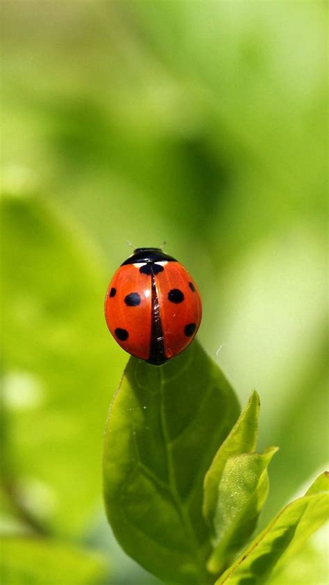 ladybug wallpapers wallpaperscom