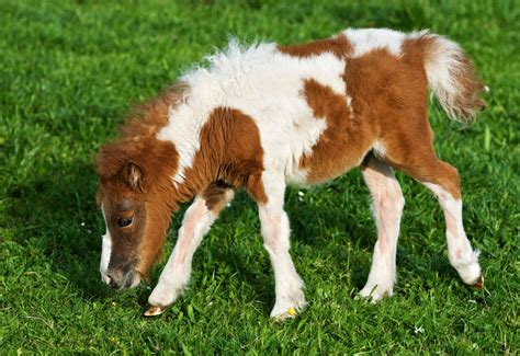 The 12 Smallest Horse Breeds Around the World