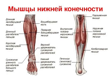 Нижняя конечность - презентация онлайн
