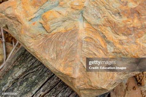 Mississippian (Geologic Period) Photos and Premium High Res Pictures ...