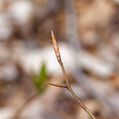 American Beech (Fagus grandifolia) Bud | Western Carolina Botanical Club