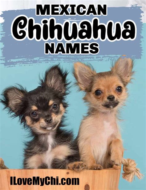 What Are Good Mexican Dog Names