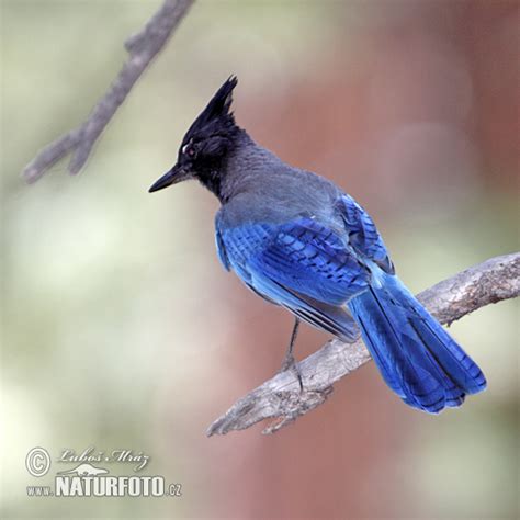 Cyanocitta stelleri Pictures, Steller´s Jay Images, Nature Wildlife ...