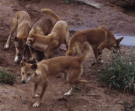 Information about the Dingo