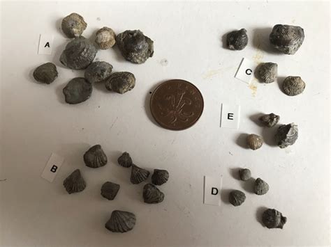 Brachiopods ; Palaeontology; WNT49 | eHive