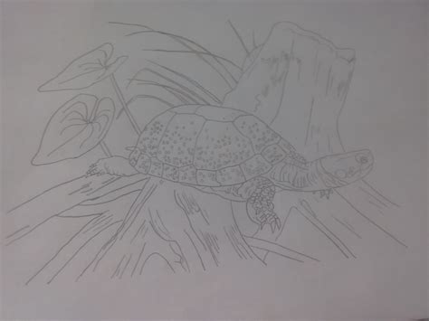 Wood Turtle Drawing by countrygal1995 - DragoArt