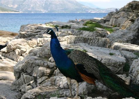 Dubrovnik holiday: Island Lokrum - Dubrovnik