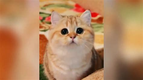 ПРИКОЛЫ С КОТАМИ - YouTube