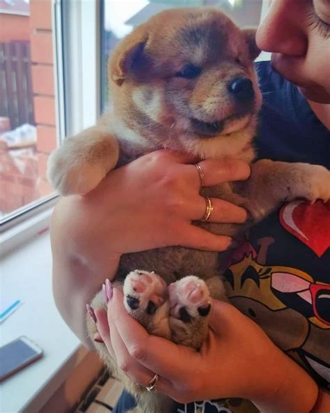 #щенки #щенкисиба #сибаину #шибаину #сиба #шиба #shiba #shibainu # ...