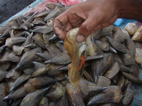 Kampung Keriang Pulau Memori Sejenak: SIPUT KEMUDI