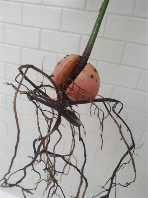 Need help with my indoor Avocado plant : r/plantclinic