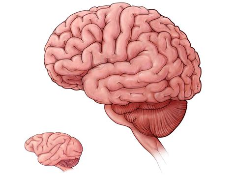 Human Brain Size