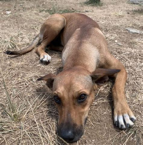 DAYO | ActuAnimaux