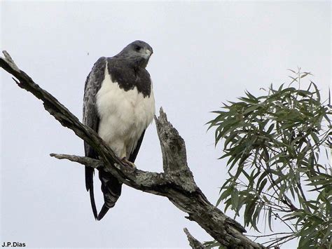A Vegetação Dos Pampas é Composta Principalmente Por