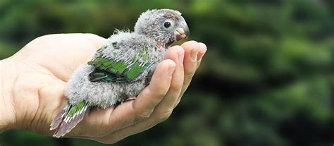 Save the Grey-breasted Parakeet - American Bird Conservancy