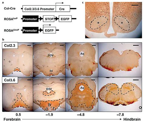 cre   cre mice  bred  gfp rosa reporter mice