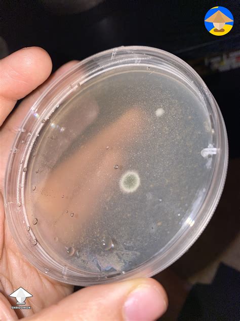 Life Cycle Of Penicillium 2
