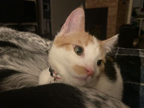 Richard smith legacy faces new scrutiny following report 9