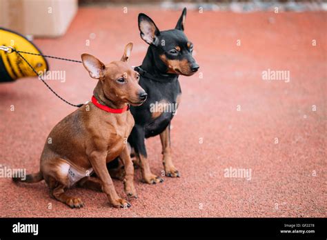 Miniature pinchers hi-res stock photography and images - Alamy