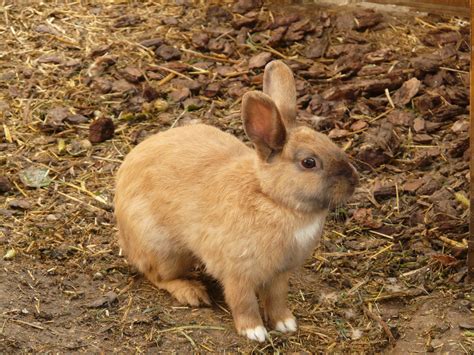 1920x1200 wallpaper | brown rabbit | Peakpx