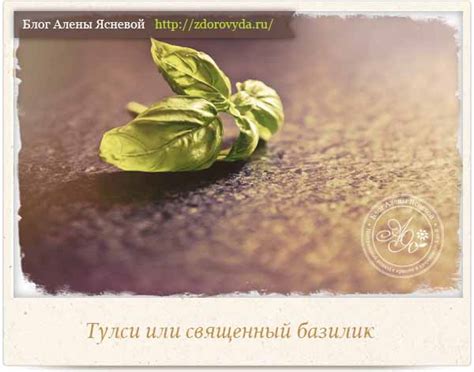 чай тулси что это такое