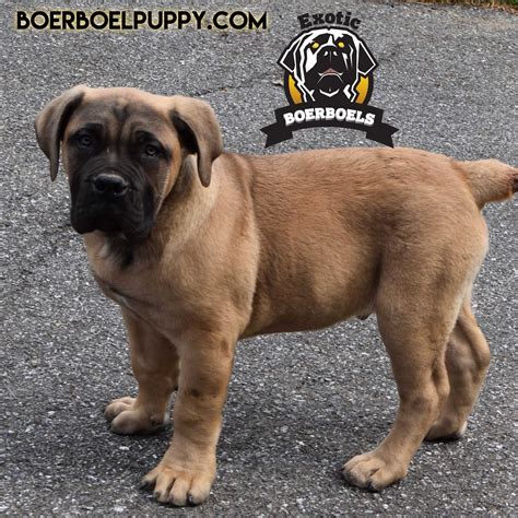 South African Black Boerboel Dog at Tayla Stang blog