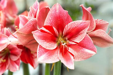 flowers  big petals discount cityofclovisorg