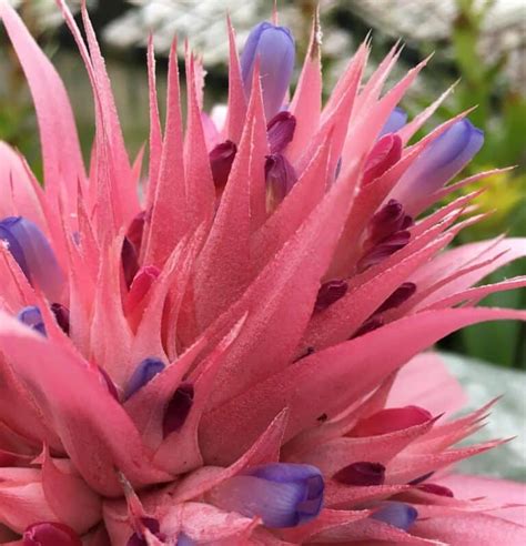 Bromeliad Flower [Blooming Tips, Meanings, & Uses]