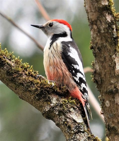 Woodpeckers Of Europe: Middle Spotted Woodpecker