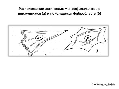 Структурно-функциональные особенности цитоскелета и его производных ...