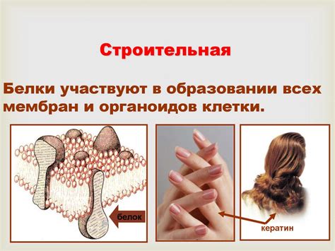 Свойства и функции белков - online presentation