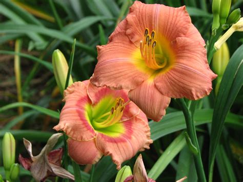 These daylilies look like they're hugging to me! : r/gardening