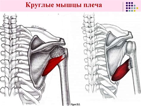 Миология. Строение и функции мышц. Основной и вспомогательный аппарат ...