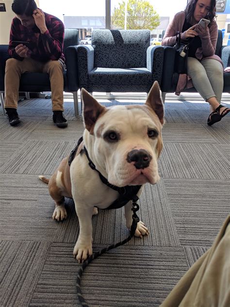 This is my pig son, Thor : r/Bulldogs
