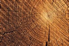 closeup  log  stock  stockfreeimages